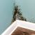 Lake Mathews Mold Remediation by Team Delta